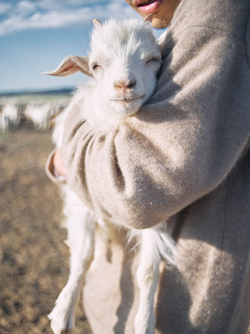 Driving, Milk Tea, Ger, and Cashmere in Mongolia